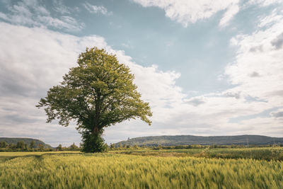 Scenic view of agricultural field against sky