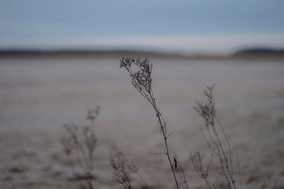 Close-up of wilted plant on field against sky
