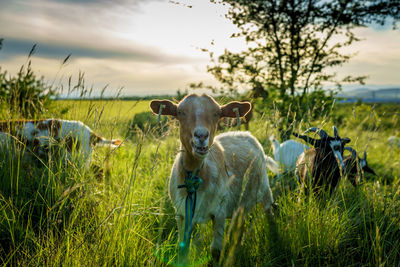 Goat looking at camera