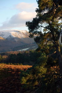 Trees on mountain against sky