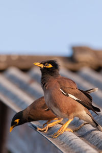 Close-up of a bird