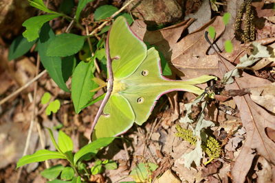 High angle view of leaves on field