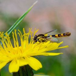 Close-up of butterfly pollinating on yellow flower