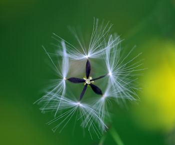 Close-up of dandelion on green leaf