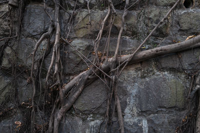 Close-up of tree trunk