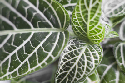 Close-up of fresh green leaf