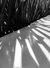 Close-up of shadow on tiled floor