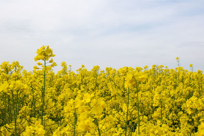 Scenic view of oilseed rape field against sky