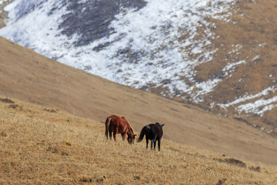 Horses grazing on mountain