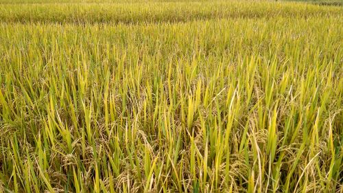 Full frame shot of fresh green field