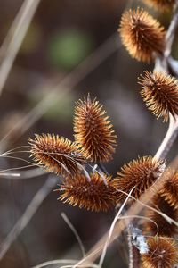 Close-up of dried plant