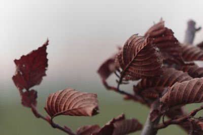 Close-up of dried leaves
