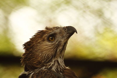 Crested hawk eagle's head