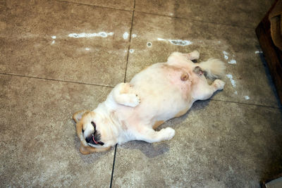 High angle view of dog sleeping on floor