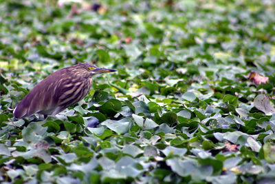 Close-up of bird perching on plant