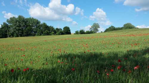 Scenic view of field against sky