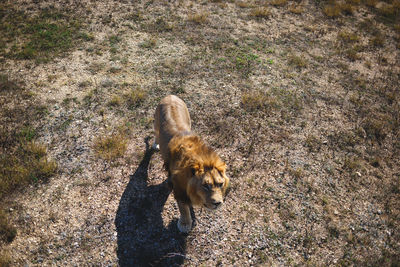 High angle view of dog on field