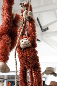 Low angle view of stuffed toys hanging at home