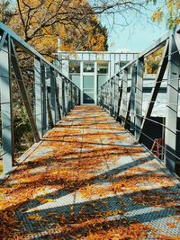 Low angle view of autumn trees