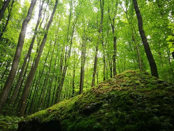 Low angle view of bamboo trees in forest