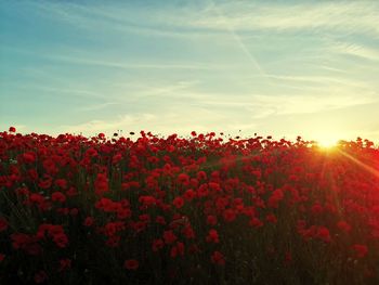 Red flowering plants on field against sky during sunset