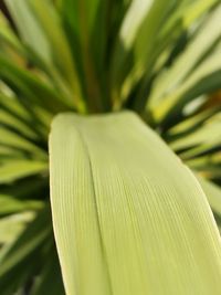 Close-up of fresh green leaves