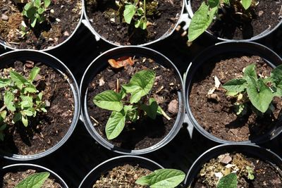 Close-up of potted plants