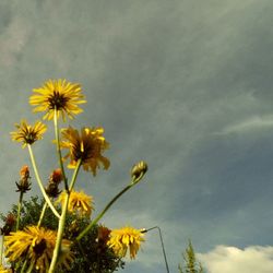 Low angle view of flowers against clear sky