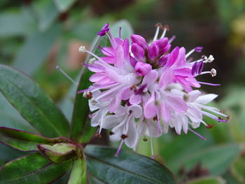 Close-up of pink flowering plant