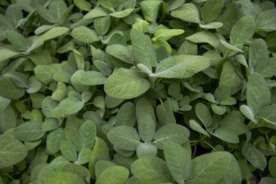 A bed of soft green sage leaves in soft greenhouse lighting.