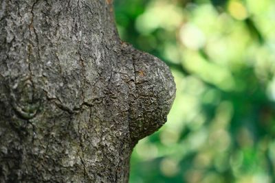 Close-up of tree trunk