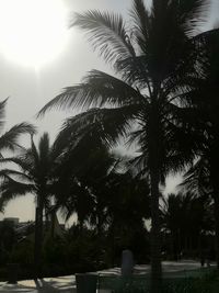 Low angle view of palm trees against sky