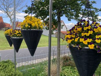 Potted plant by fence in yard