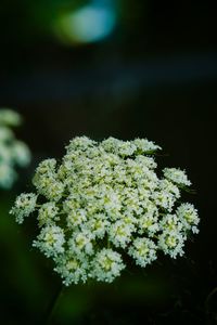 Close-up of white flowers