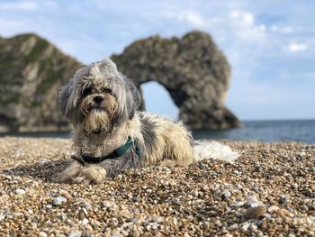 Close-up of dog on rock at beach
