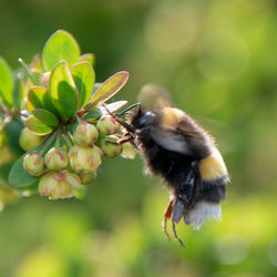 Close-up of honey bee pollinating flower