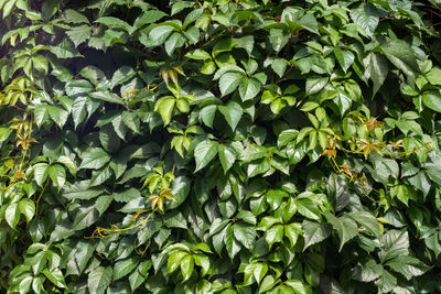Full frame shot of plants
