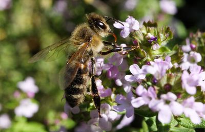 Close-up of bee pollinating on purple flower