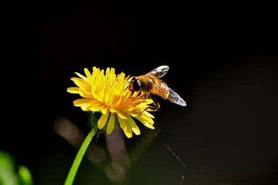 Close-up of bee pollinating flower