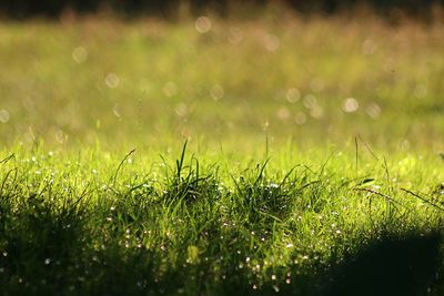 Close-up of wet grass during rain