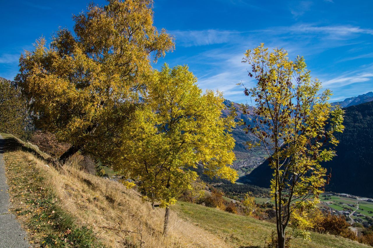 AUTUMN TREES ON LANDSCAPE