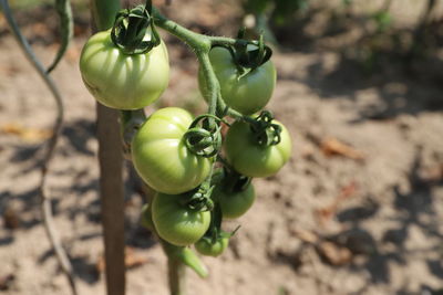 Close-up of fruits growing on tree