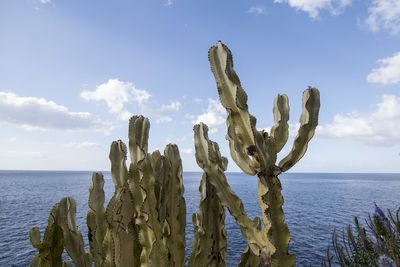 Cactus growing by sea against sky