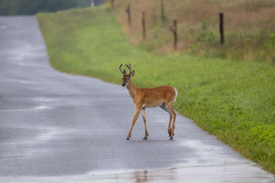 Deer standing on road