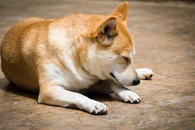 Sun bathing shiba inu chill as could be on a stony surface 