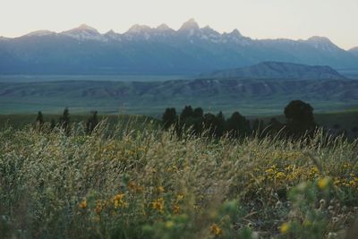 Scenic view of landscape