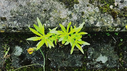 High angle view of yellow flowers