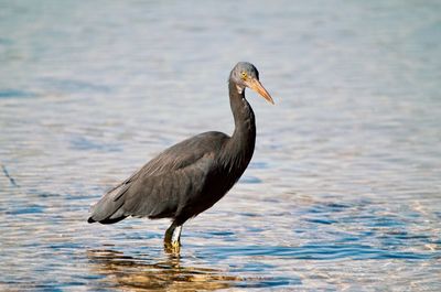 Side view of a bird