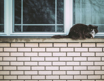 Side view of a cat on window sill
