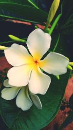 Close-up of white flowers